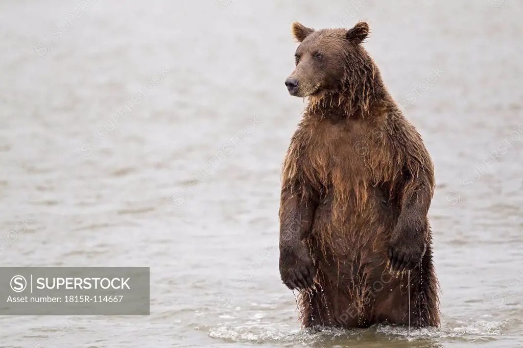 USA, Alaska, Brown bear in Silver salmon creek at Lake Clark National Park and Preserve