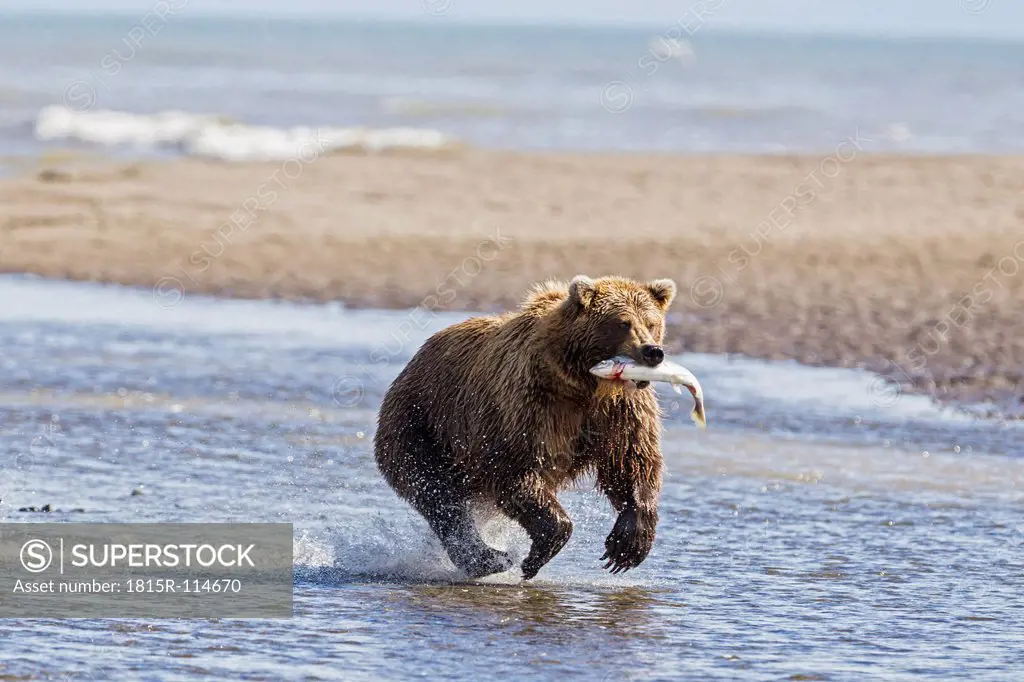 USA, Alaska, Brown bear with caught salmon in Silver Salmon Creek at Lake Clark National Park and Preserve