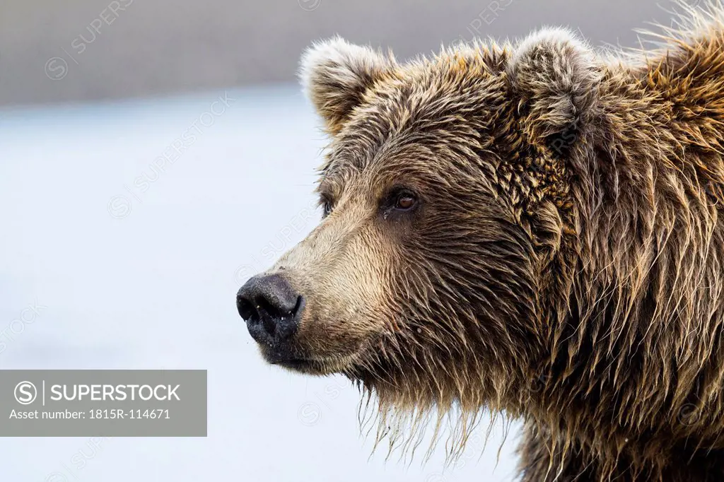 USA, Alaska, Close up of Brown bear at Lake Clark National Park and Preserve