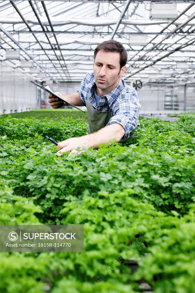 Germany, Bavaria, Munich, Mature man examining parsley plants in greenhouse
