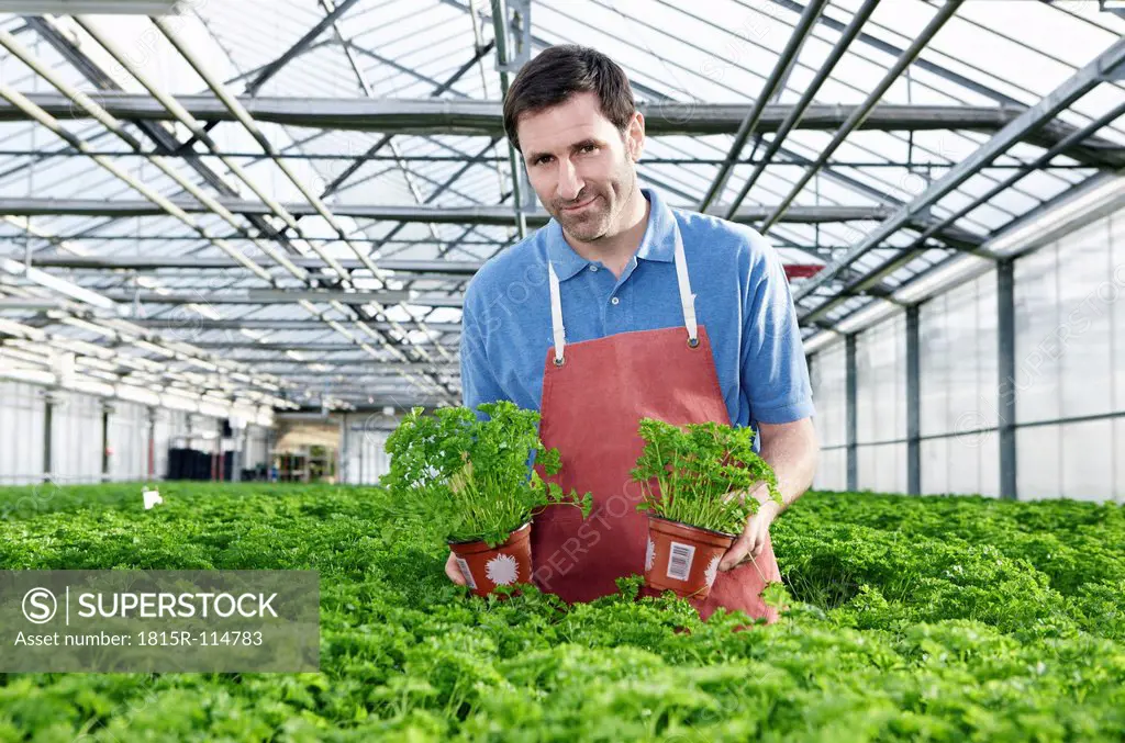 Germany, Bavaria, Munich, Mature man in greenhouse between parsley plants