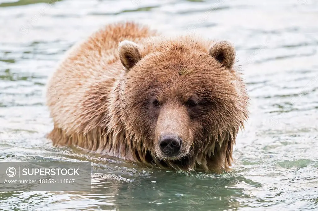 USA, Alasaka, Brown bear in Chilkoot Lake