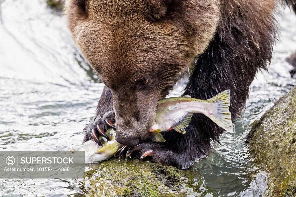 USA, Alaska, Brown bear eating salmon at Chilkoot Lake