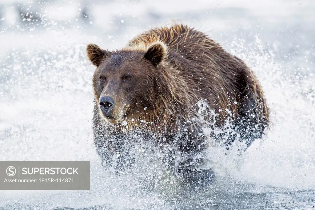 USA, Alaska, Brown bear is trying to catch salmon in Silver salmon creek at Lake Clark National Park and Preserve