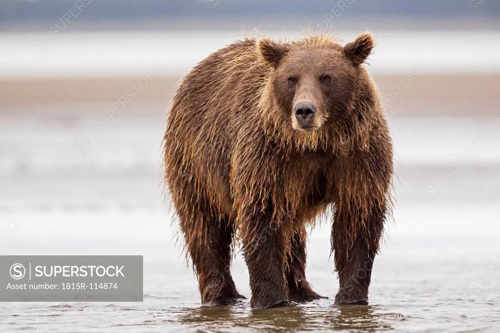 USA, Alaska, Brown bear in Silver salmon creek at Lake Clark National Park and Preserve
