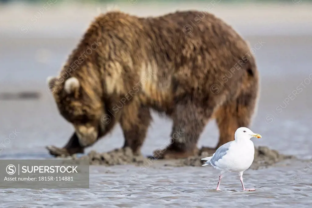 USA, Alaska, Glaucous_winged Gull and grizzly brown bear at Lake Clark National Park and Preserve