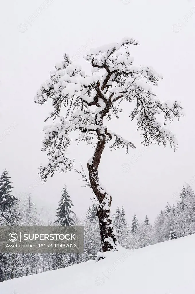Austria, Salzburg State, Altenmarkt-Zauchensee, Tree in winter