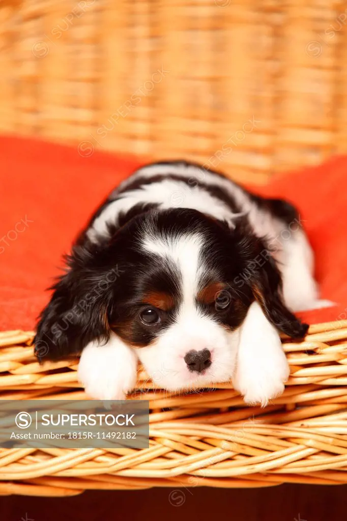 Portrait of Cavalier King Charles Spaniel puppy lying on red blanket in a dog basket
