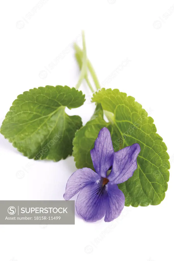 Viola odorata, close up