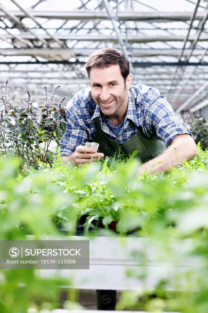 Germany, Bavaria, Munich, Mature man in greenhouse with rocket plants