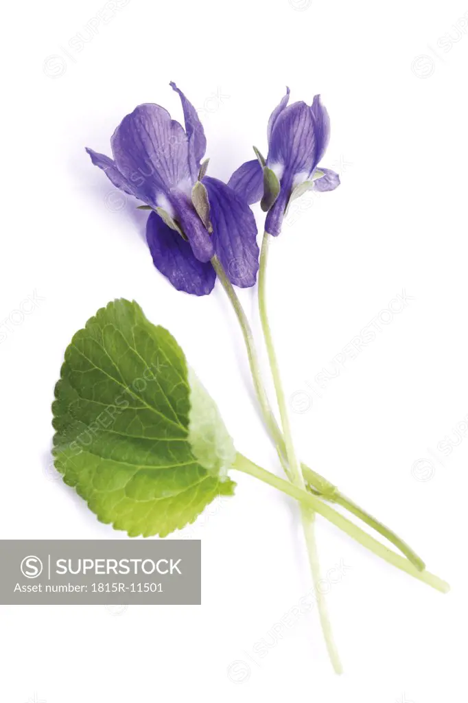 Viola odorata, close-up