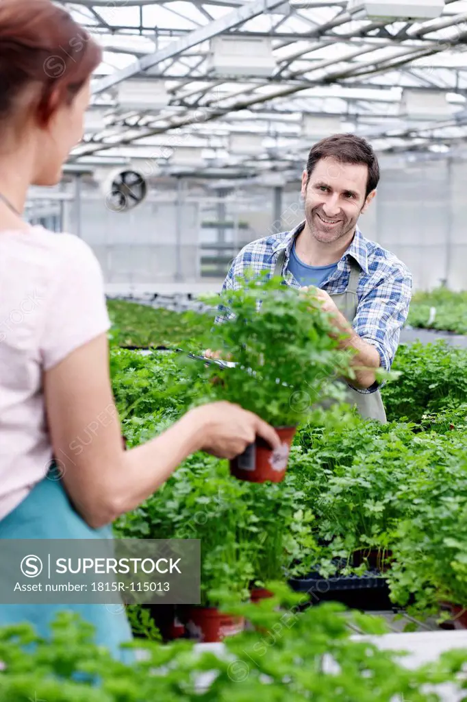 Germany, Bavaria, Munich, Mature man and woman in greenhouse between parsley plants