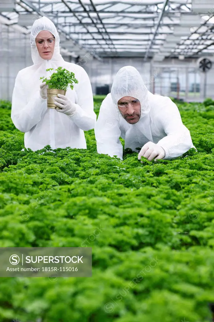 Germany, Bavaria, Munich, Scientists in greenhouse examining parsley plant