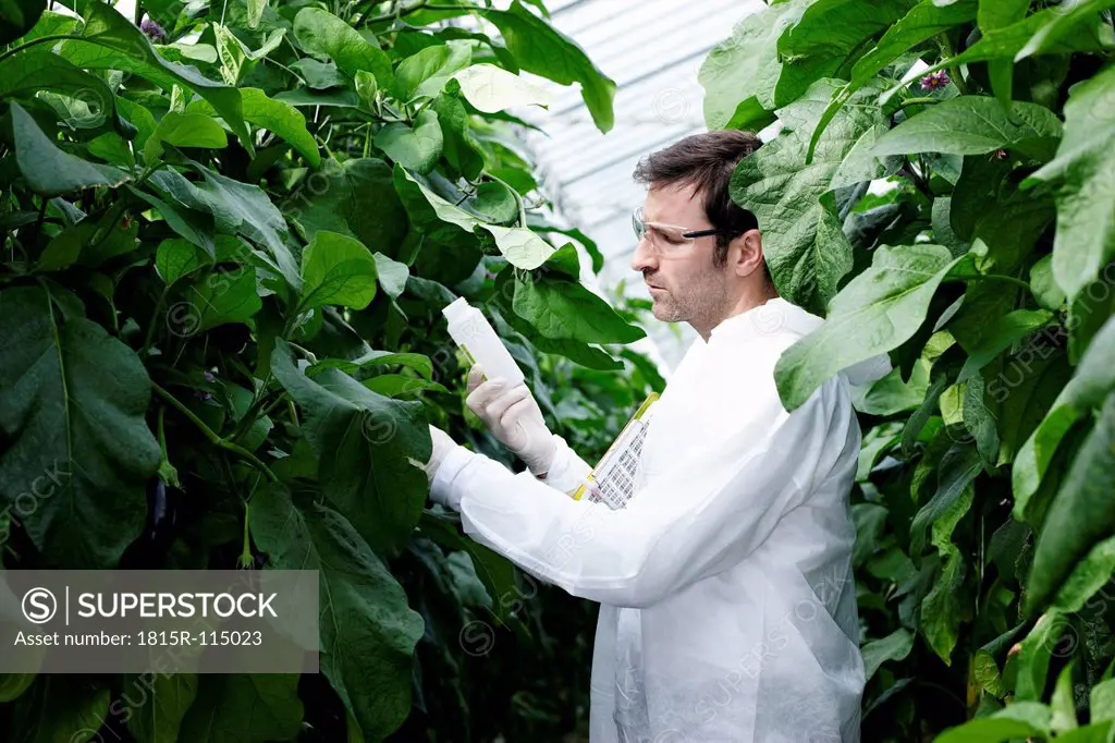 Germany, Bavaria, Munich, Scientist in greenhouse examining aubergine plants