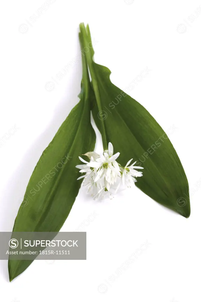 Bear´s garlic, Allium ursinum