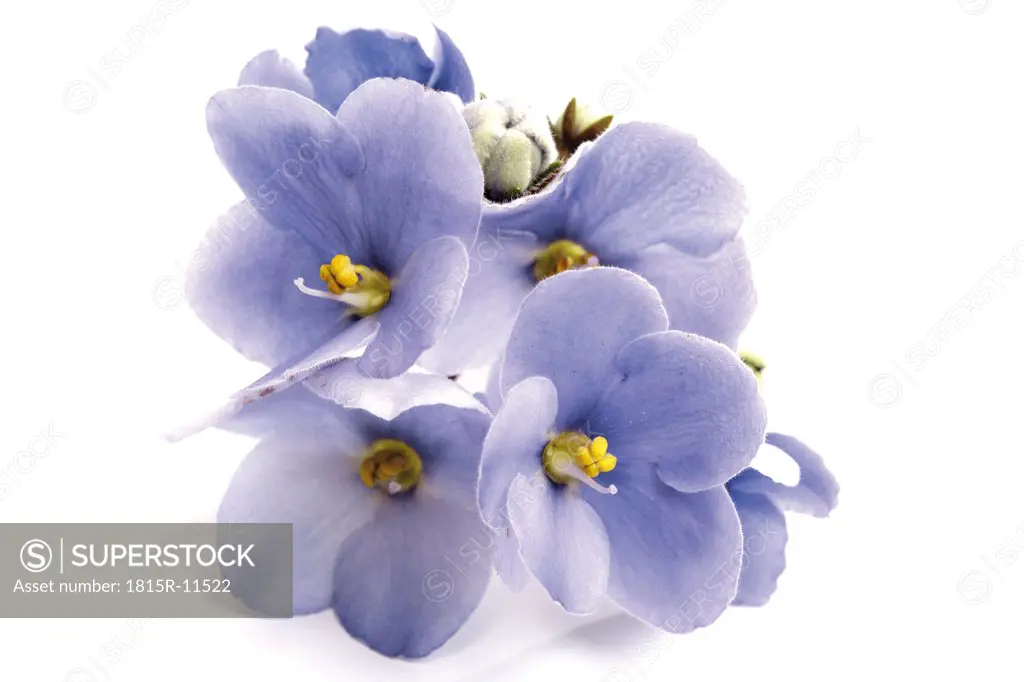 African violet (Gesneriaceae), close-up