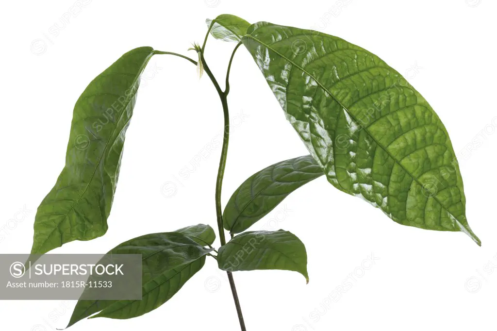 Cacao plant