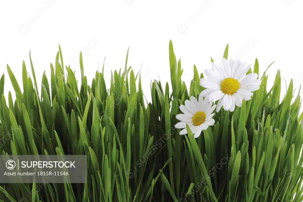 Green grass and white marguerites