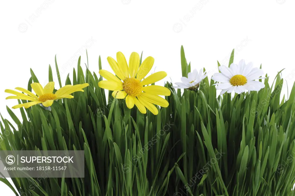Green gras and white and yellow marguerites