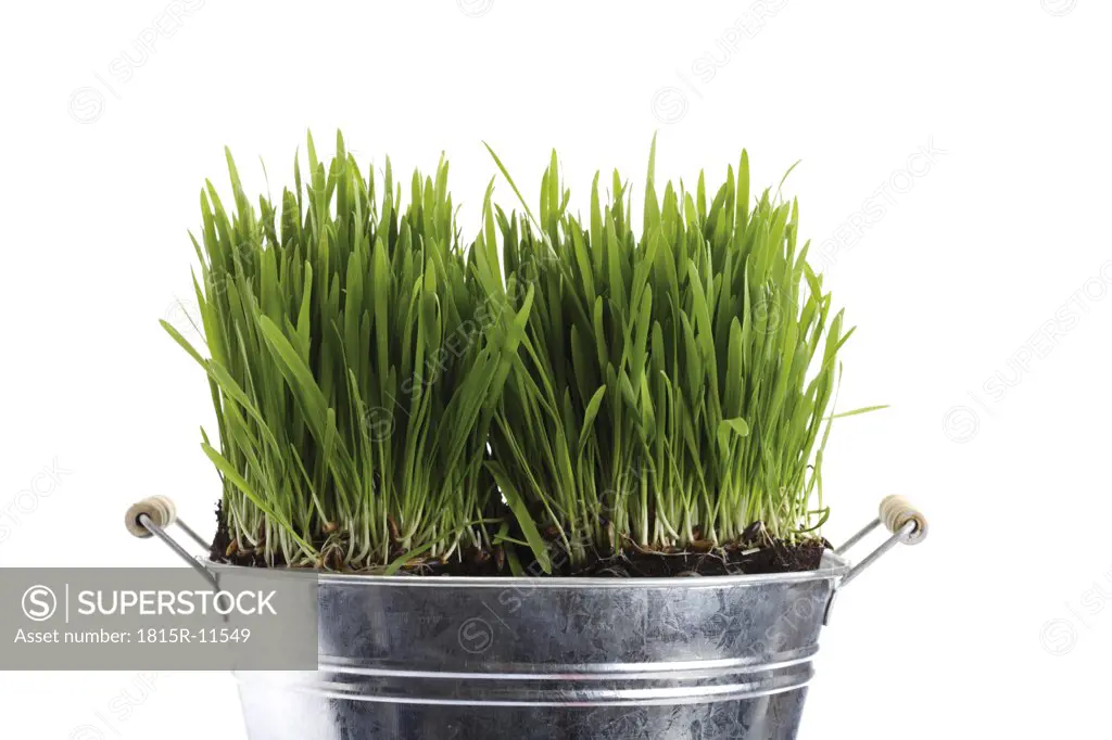 Grass in zinc bucket