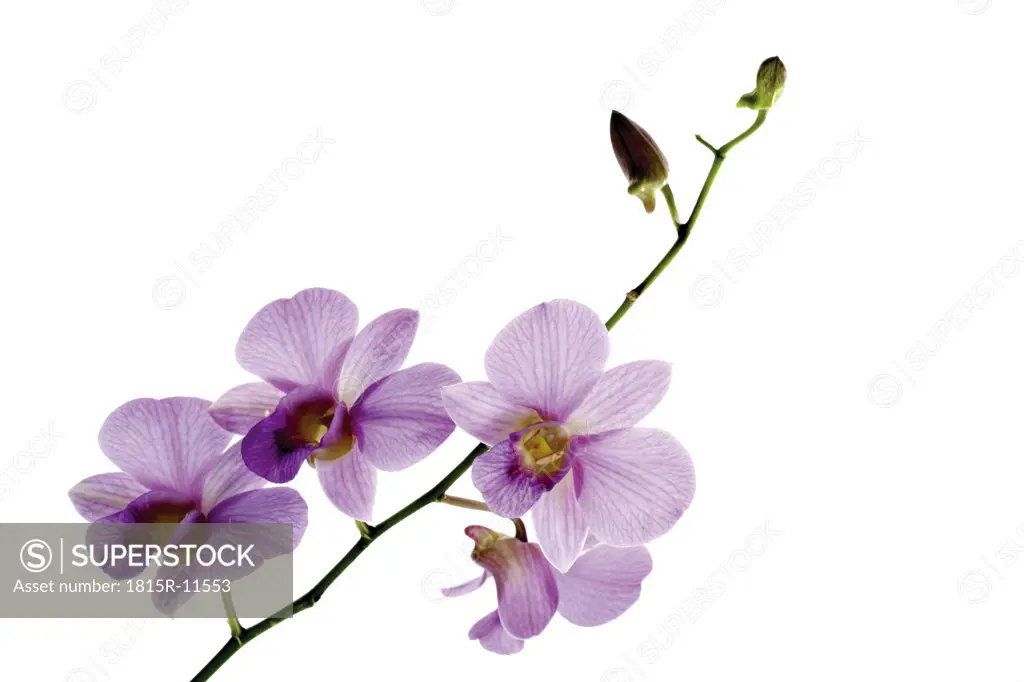 Pink orchid against white background, close-up