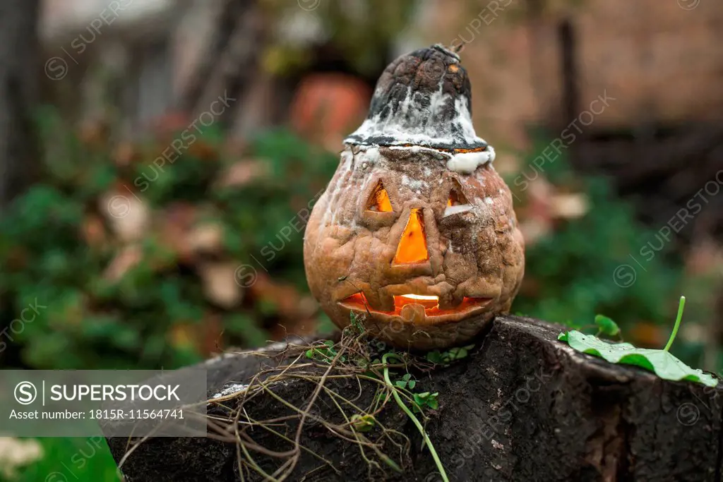 Halloween pumpkin in garden