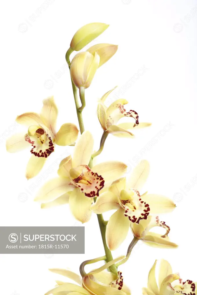 Yellow orchid against white background, close-up