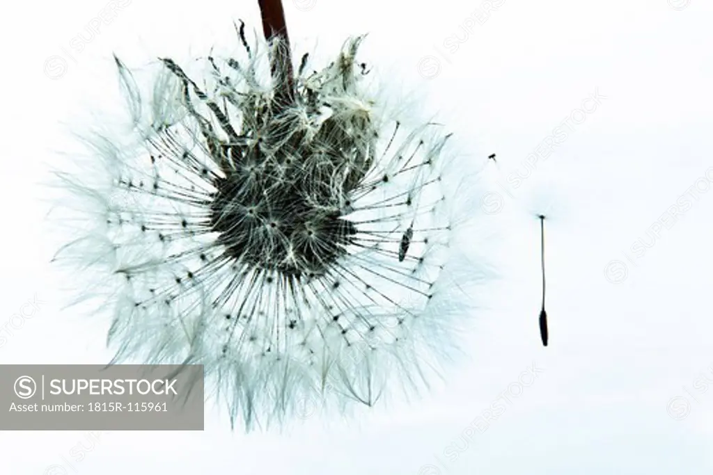 Common Dandelion on white background