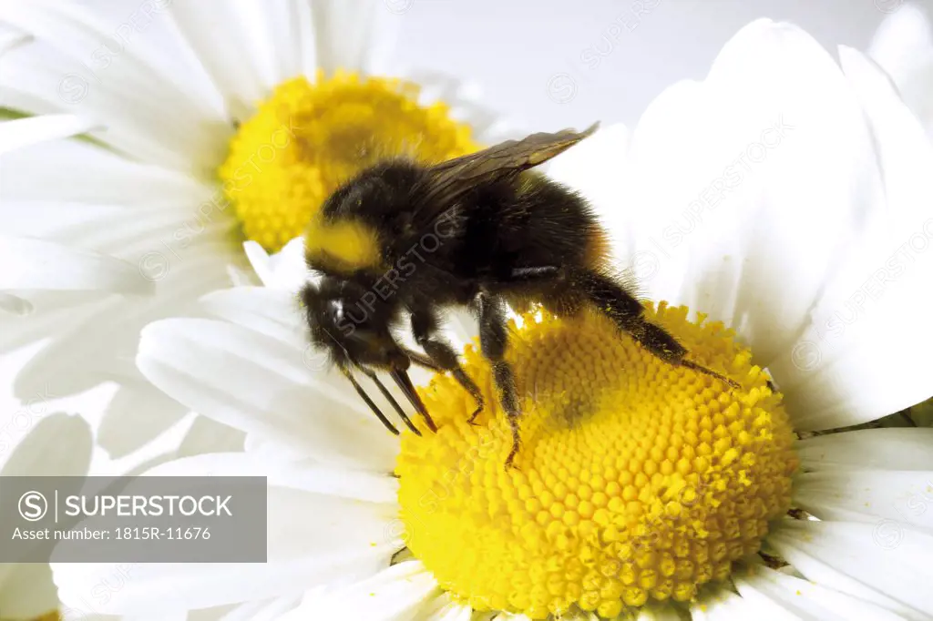 Bumble bee on marguerite