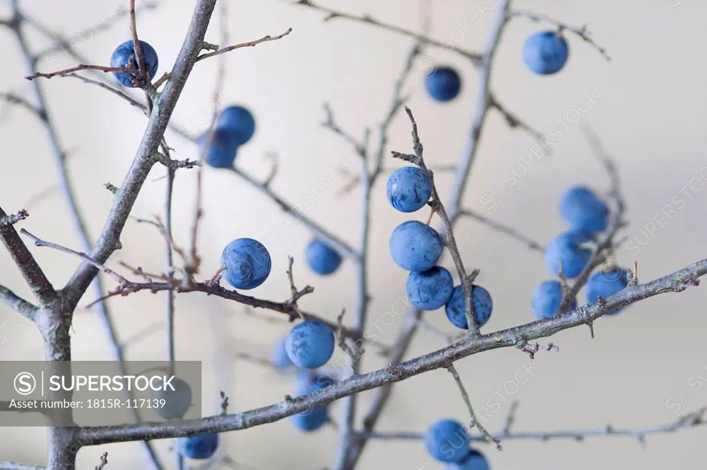 Blackthorn berries on twig