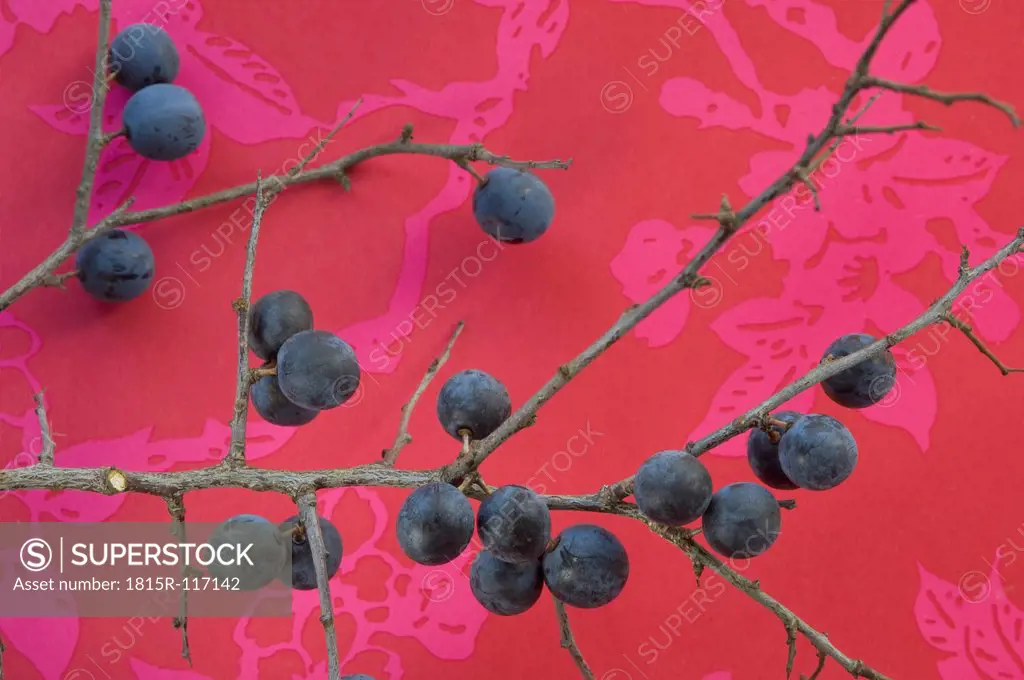 Blackthorn berries on red background, close up