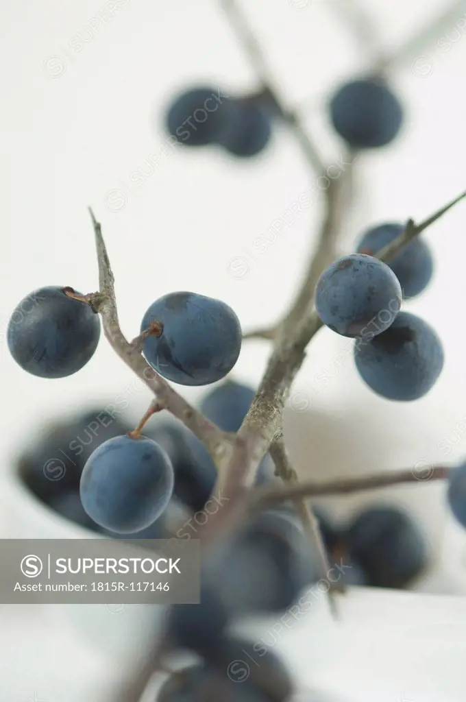 Blackthorn berries on twig, close up