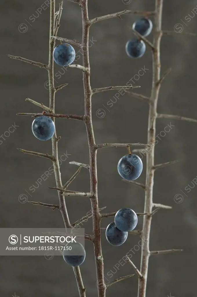 Blackthorn berries on twig