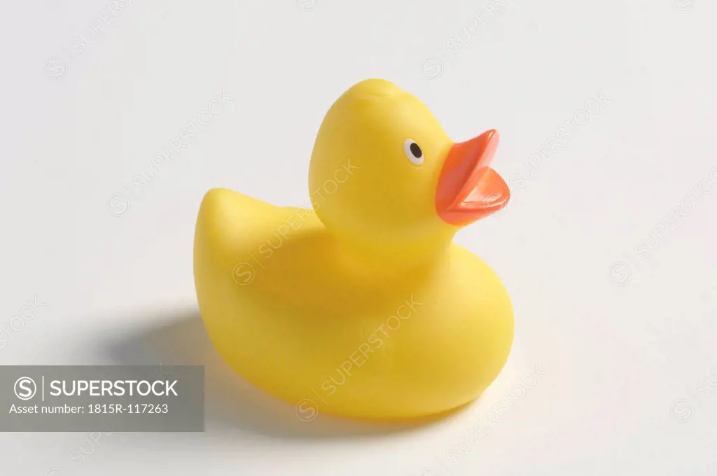 Yellow rubber duck on white background