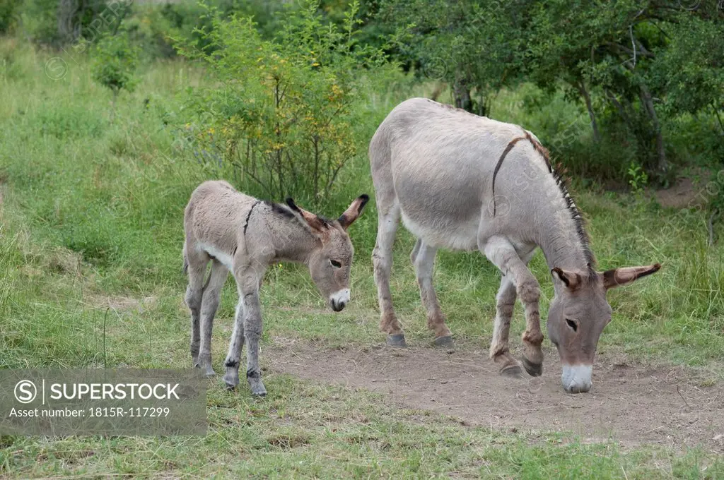France, Provence, Female donkey and foal grazing on meadow