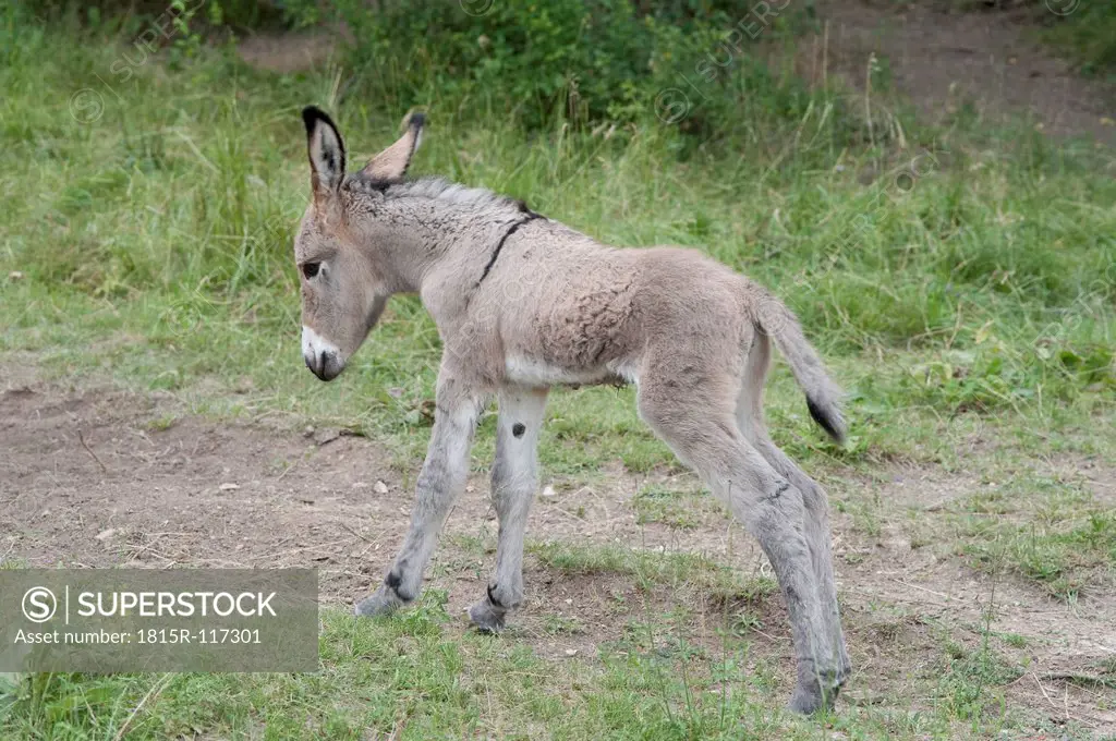 France, Provence, New born foal on meadow