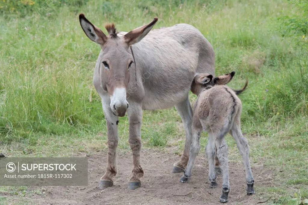 France, Provence, Female donkey feeding milk to new born foal on meadow