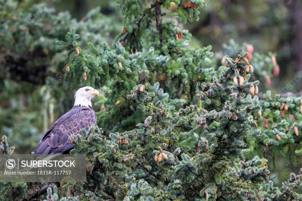USA, Alaska, Bald Eagle perching on tree