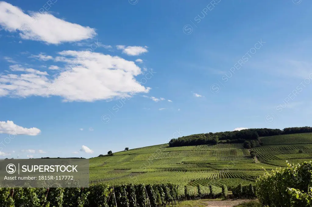 France, View of vineyards at Riquewihr