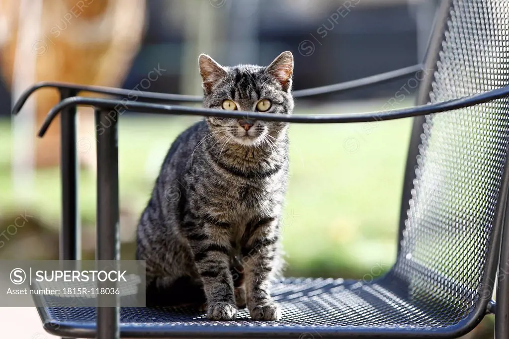 Germany, Heidelberg, Domestic cat sitting on chair