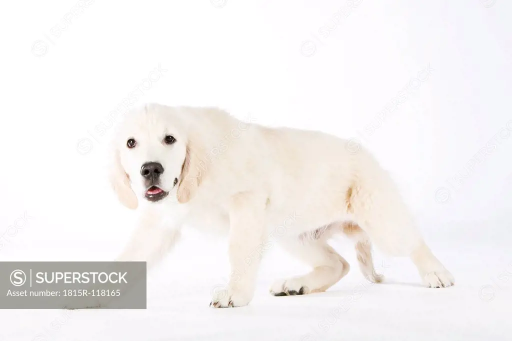 Golden Retriever puppy standing on white background