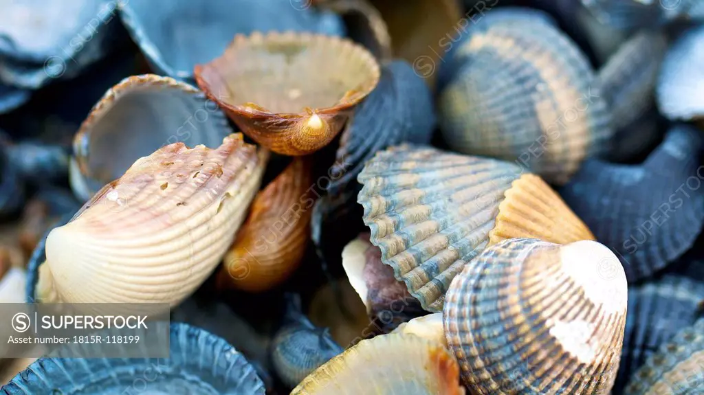 Netherlands, Zeeland, Close up of shells at North Sea