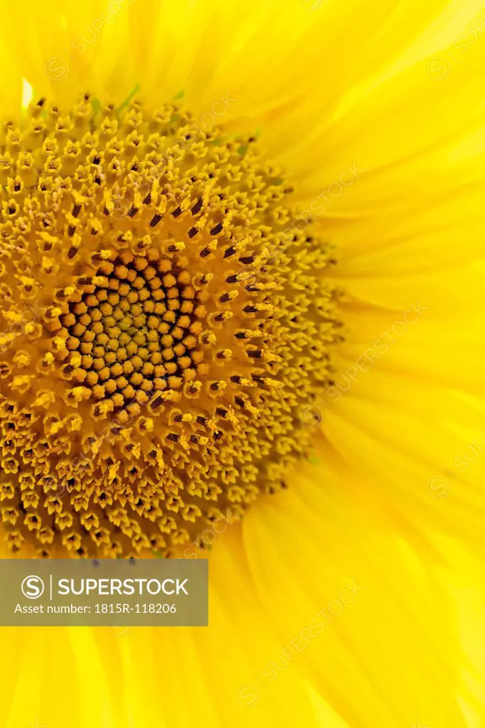 Germany, Hesse, Close up of sunflower