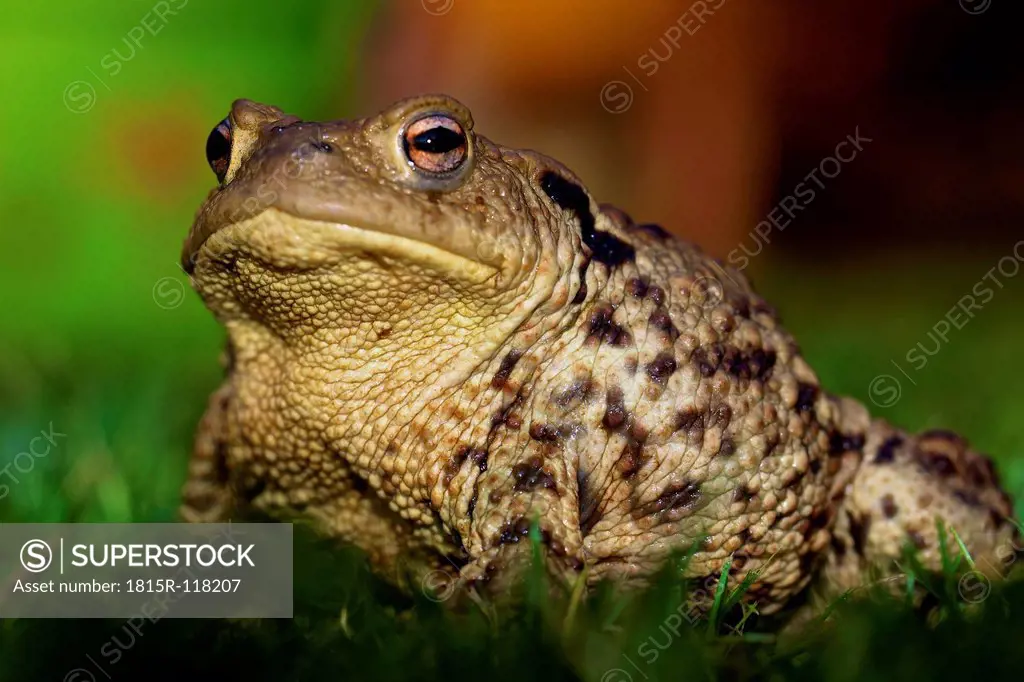 Germany, Hesse, Common toad on grass