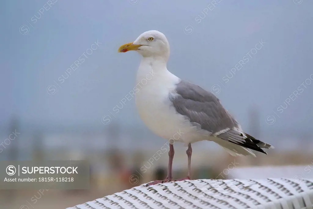 Germany, Lower Saxony, Herring gull perching on roof