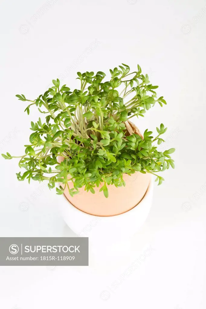 Cress in egg shell, close up