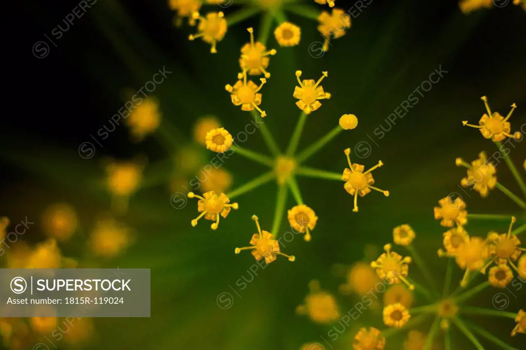Germany, Dill flower, close up
