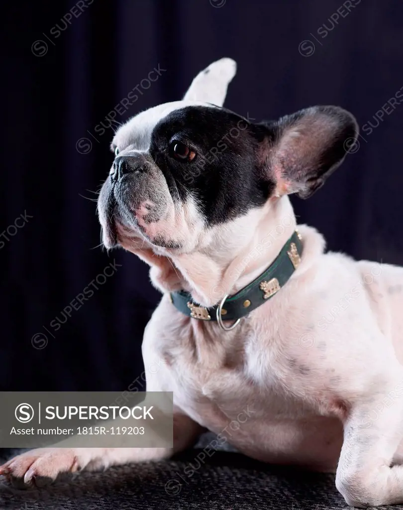 French Bulldog, close up