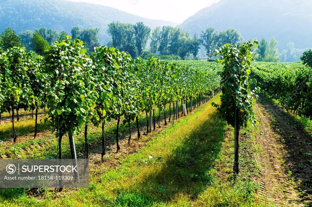 Austria, Lower Austria, View of vineyard