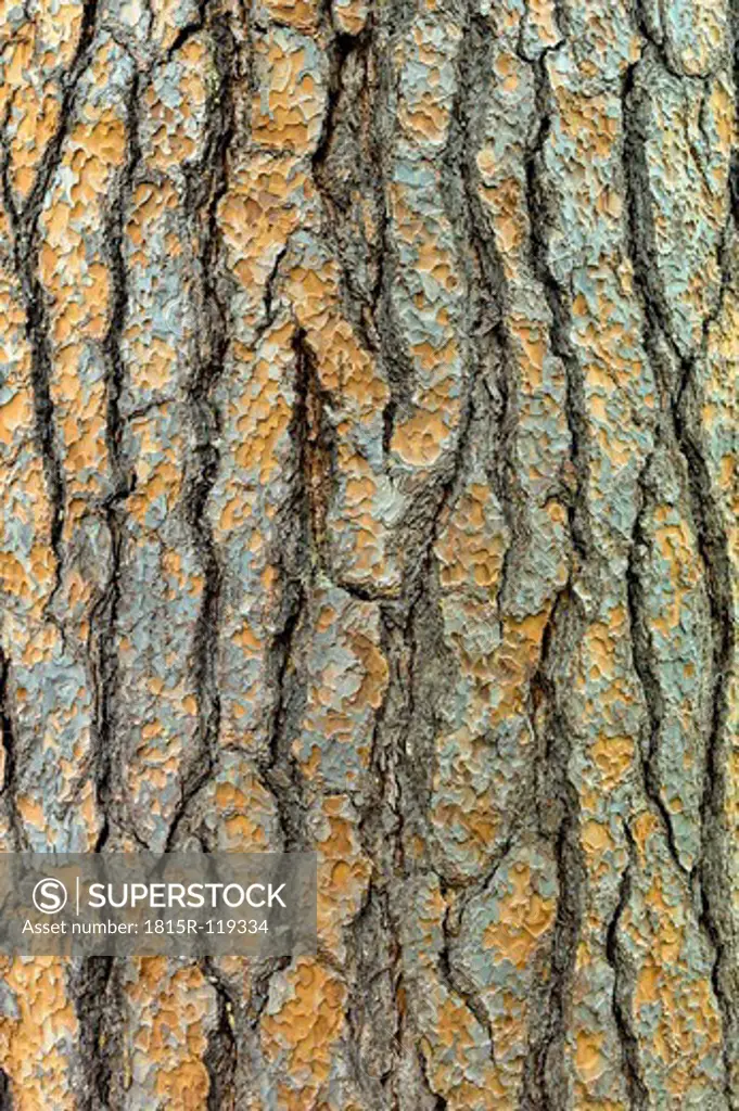 Austria, Tree bark, close up